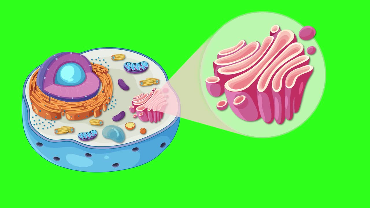 Animal Cell Diagram