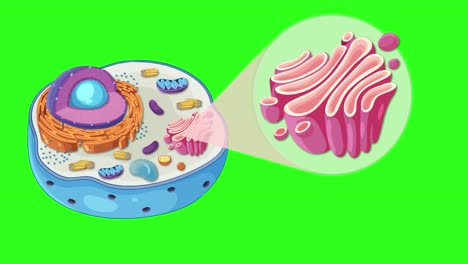animal cell diagram