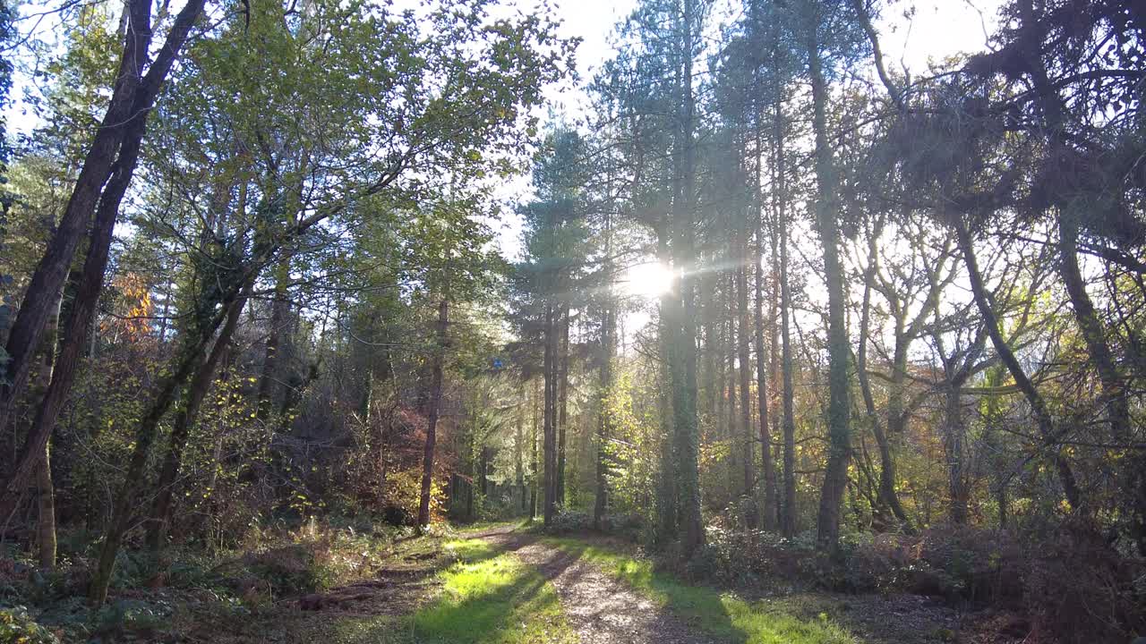 Ripresa in ascesa in una radura boschiva con la luce del sole che filtra attraverso i pini