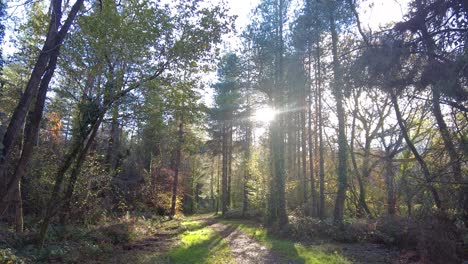 Aufgehende-Aufnahme-Auf-Einer-Waldlichtung-Mit-Sonnenlicht,-Das-Durch-Kiefern-Strömt