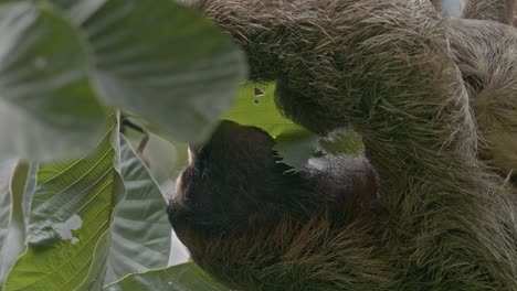 cute baby sloth clings securely to mum eating juicy forest leaves upside down close-up