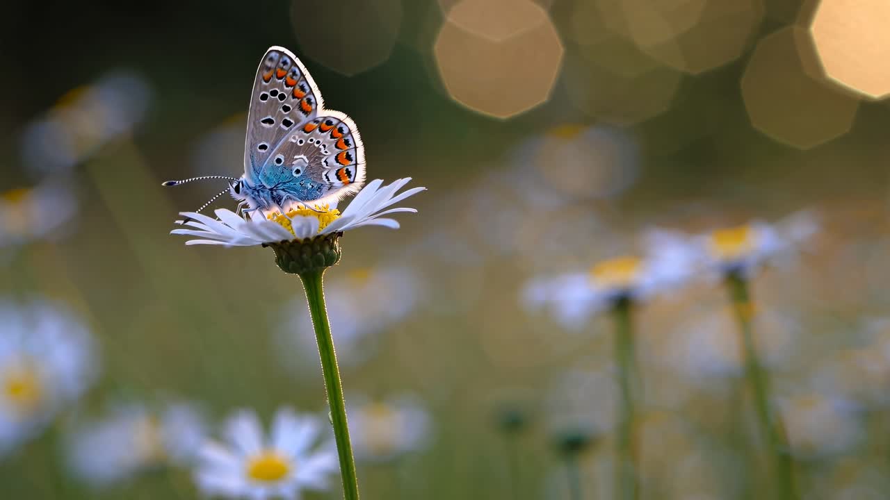 Video ravvicinato con un determinato angolo di una farfalla su una margherita, che cattura la natura serena con un bokeh delicato e caldo