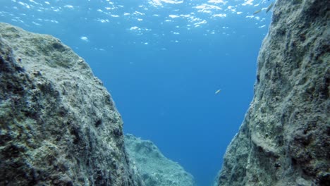 深藍海中的水下風景 珊瑚礁和海魚游泳