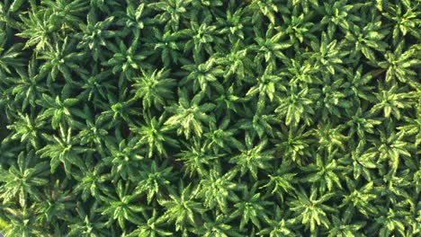 cinematic aerial elevation shot, vertical top down view capturing lush green palm trees farming from above, hectares of plantations in tropical environment for crude oil production, southeast asia