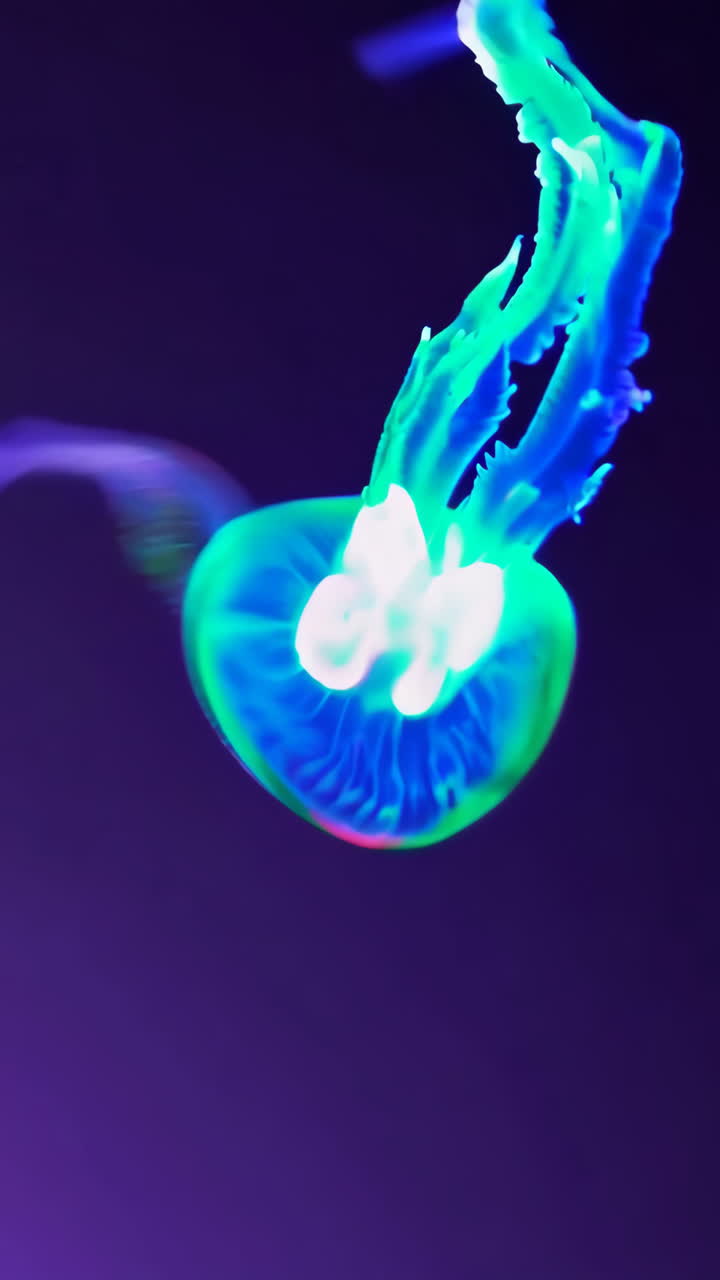 Luminous Jellyfish in Abstract Depiction