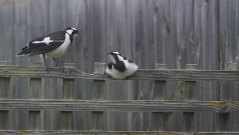 Urraca-alondra-Mudlark-Juveniles-Encaramados-En-La-Cerca-Enrejado-Australia-Maffra-Gippsland-Victoria-Cámara-Lenta