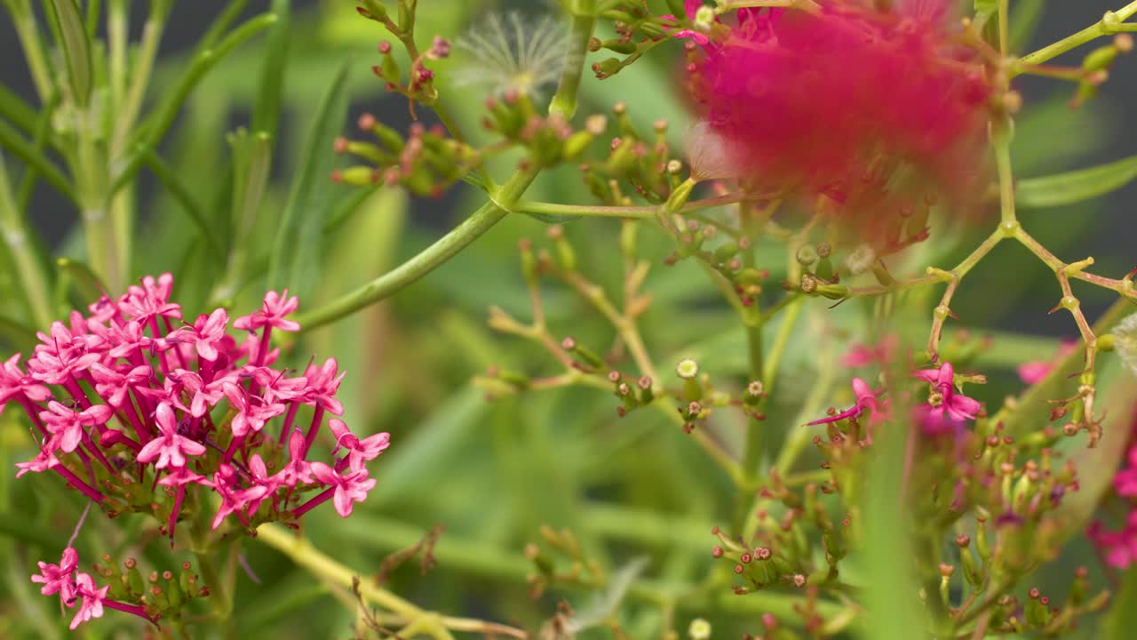 Pink Centranthus ruber flowers gently swaying outdoors, natural daylight, soft focus, slight camera movement