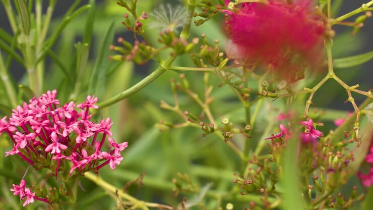Rosa Centranthus ruber-blomster som svaier forsiktig utendørs, naturlig dagslys, mykt fokus, lett kamerabevegelse
