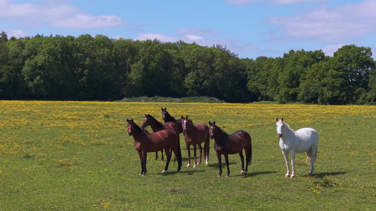 Aerial orbit around a herd of white and brown horses grazing and roaming in a lush green field under the warm spring sun, surrounded by vibrant countryside