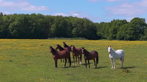 aerial orbit around a herd of white and brown horses grazing and roaming in a lush green field under the warm spring sun, surrounded by vibrant countryside
