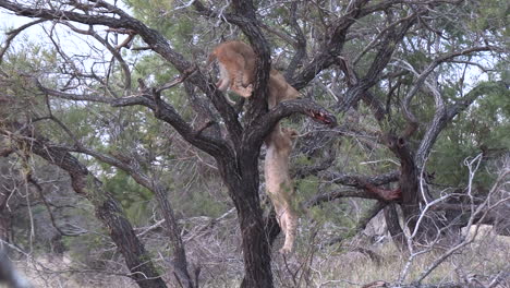 los cachorros de león están jugando en un árbol, uno cuelga de una rama y cae