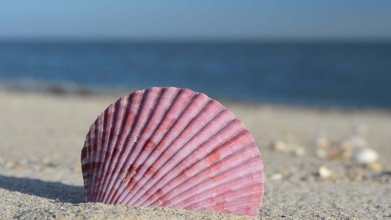 Cockleshells on sand, the beach. Shooting on the beach