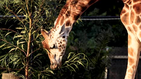 giraffe feeding on plant in melbourne zoo