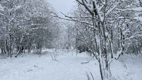 Beautiful-winter-landscape-with-snow-covering-deciduous-forest