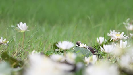 Lesser-Whistling-Ducks-bathing-in-pond-of-water-lily-flowers