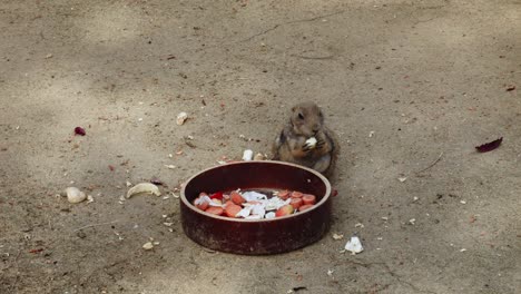 adorable scene of a prairie dog enjoying a meal of vegetables from a bowl