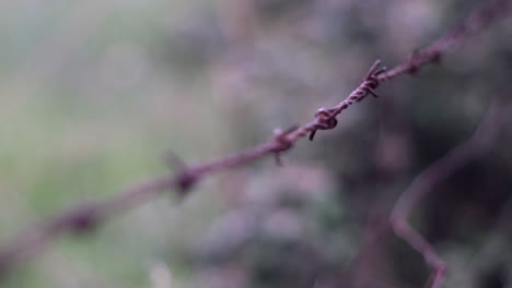 barbed wire: concept of illegal immigration, prison lifestyle, incarceration, jail, refugees, and restricted area.