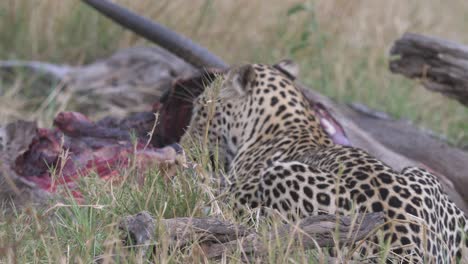 leopardo excavando en un antílope muerto después de una caza exitosa
