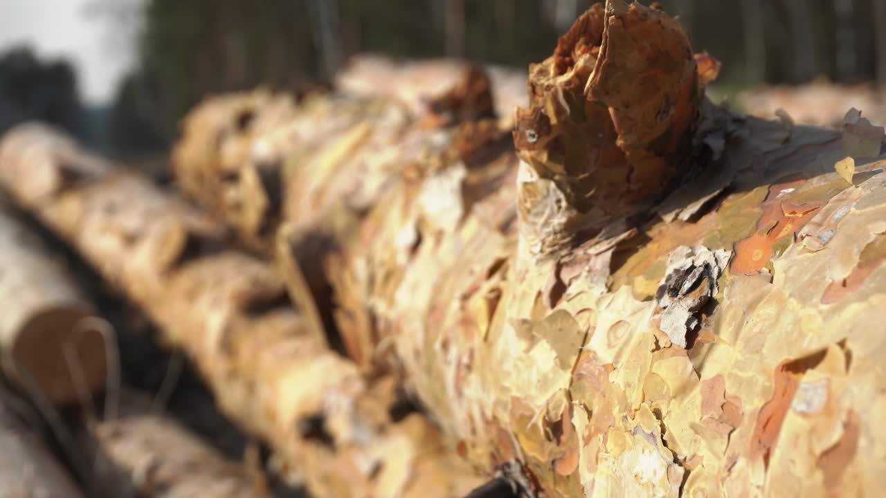 여름날 에 야외 에 놓여 있는 가공 된 소나무 줄기 들 의 매크로 영상