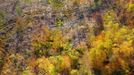 Top-Down-Luftgleiten-Nach-Links-über-Windigen-Wald-Nach-Dem-Holzeinschlag