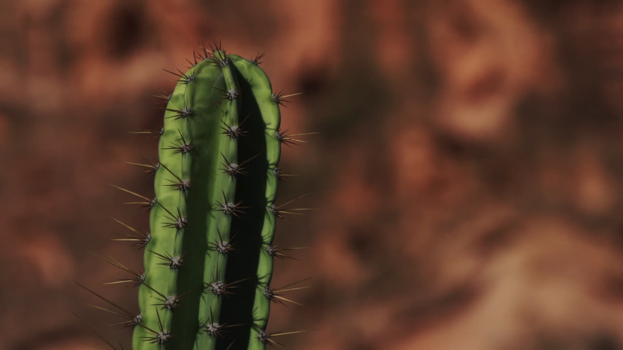 mandacaru cactus de caatinga brasil primer plano