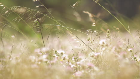 secuencia hermosa y soñadora de flores en un campo, cámara lenta de enfoque superficial