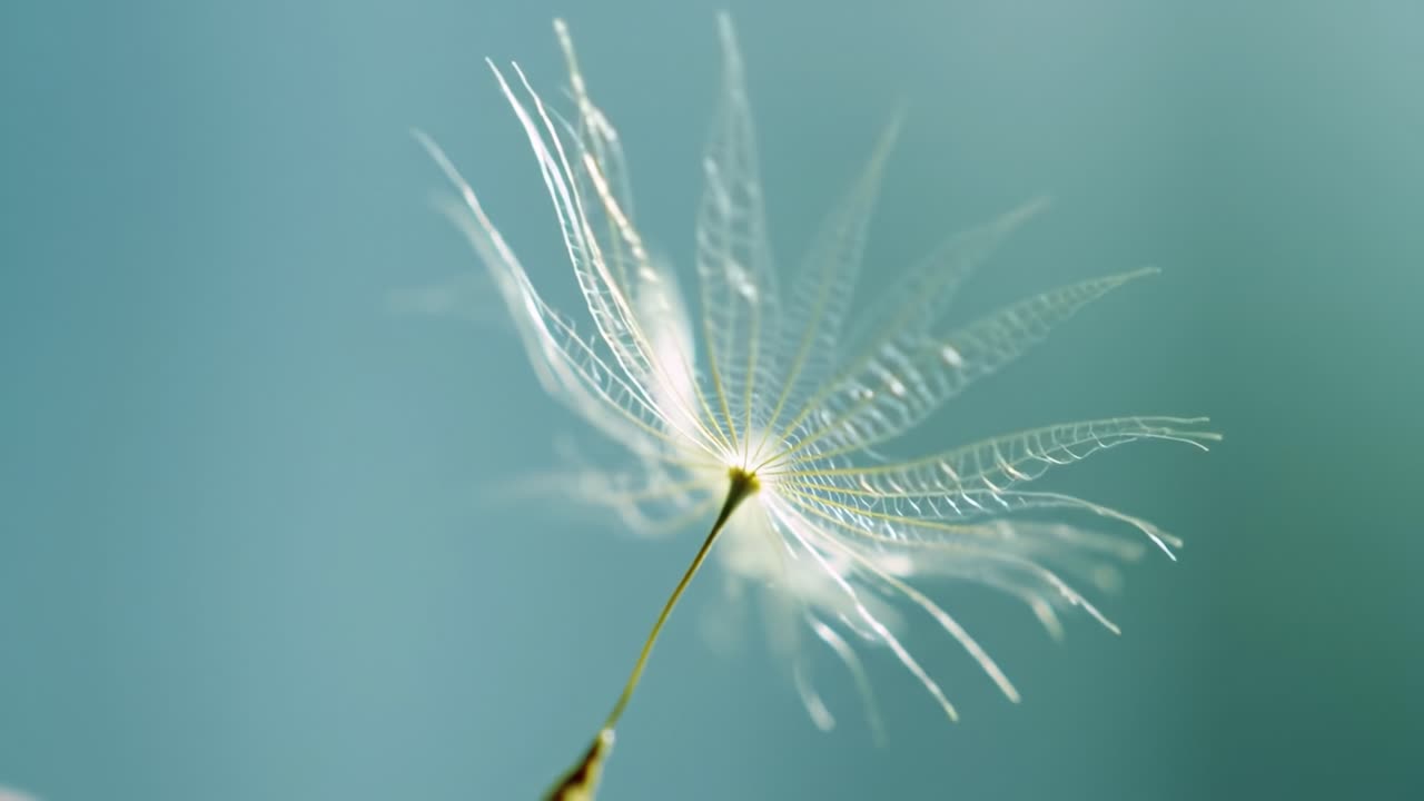 Delicate Dandelion Seed Unfurling in Gentle Breeze, Captured in Transformative Frames of Nature's Elegance and Serene Atmosphere