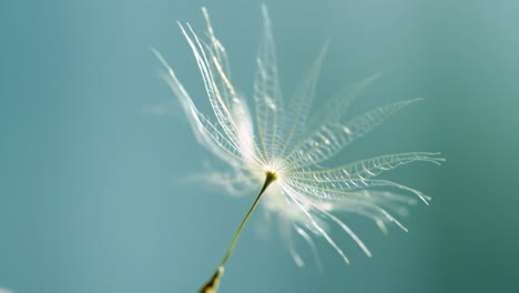 delicate dandelion seed unfurling in gentle breeze, captured in transformative frames of nature's elegance and serene atmosphere