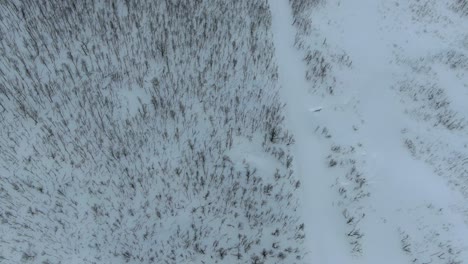 Drone-view-in-Tromso-area-in-winter-flying-over-a-snowy-mountain-showing-a-leafless-tree-forest-from-the-top-in-Segla,-Norway