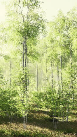 a beautiful forest with trees