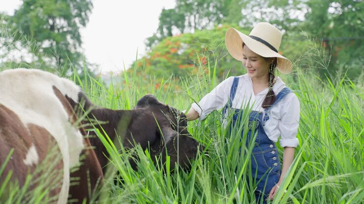 mulher interagindo com vaca em um campo gramado
