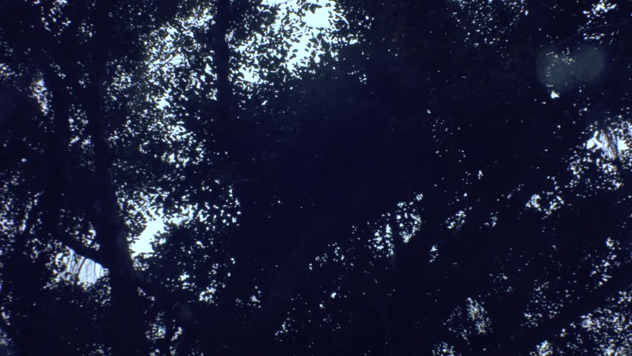 mirando hacia la vista horizontal de derecha a izquierda de un árbol baniano gigante con raíces aéreas cayendo y hojas de arbustos que se balancean en el aire por el viento con un cielo sombrío durante el día de relajación general