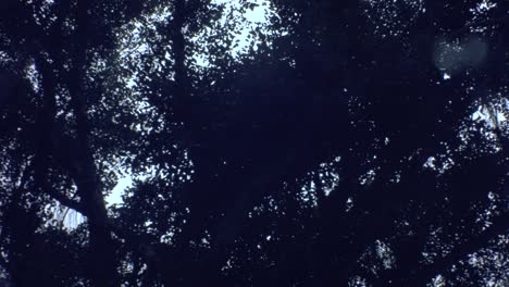 looking up right to left horizontal view of a giant banyan tree with aerial roots falling down and leaves bushes swinging movement in the air by wind with gloomy sky during day overall relaxation