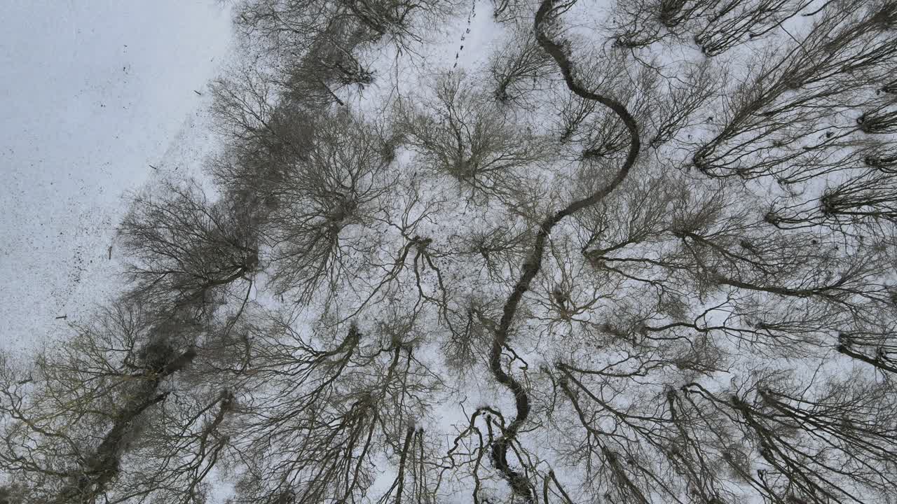 Forest trees moving in wind winters landscape overhead aerial 4k.
