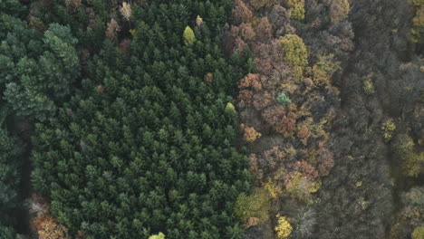 Toma-Aérea-De-Un-Colorido-Bosque-Otoñal-En-La-República-Checa