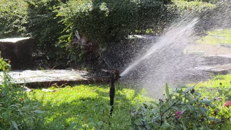 watering the garden with sprinkler