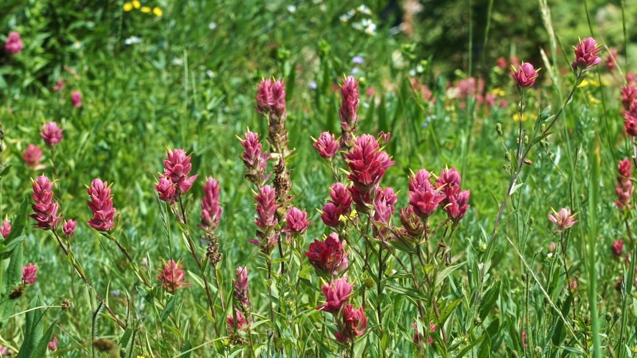 Un vibrante campo di fiori selvatici rossi "Indian Paintbrush" in fiore costeggia il sentiero ad Albion Basin, area sciistica di Alta, Monti Wasatch, Utah, durante il festival estivo dei fiori selvatici, in una calda giornata di sole.