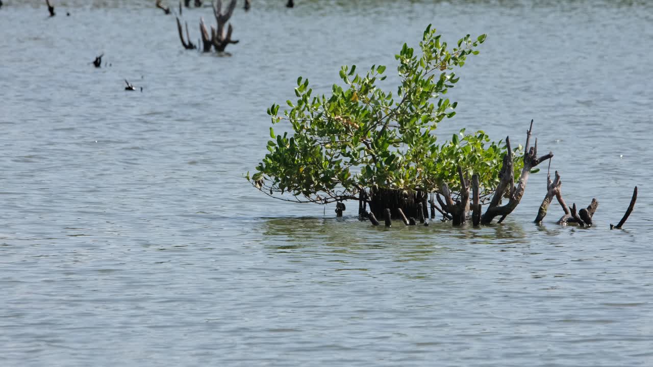 태국 맹그로브 리조포라 (mangrove rhizophora) 는 숲에서 은 물 한가운데에서 건강하게 자라는 것을 볼 수 있습니다.