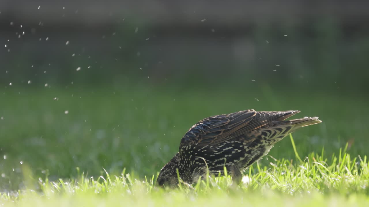 Starling escapes from the heat and swims