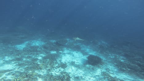 un tiburón de arrecife de punta negra se desliza lentamente sobre el fondo del océano