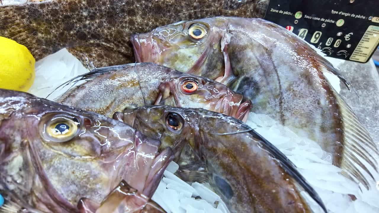 Vertical panning close-up of fresh turbot fish on crushed ice at a fish market, with a lemon visible beside them