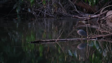 Mirando-Hacia-La-Izquierda-Esperando-Que-Su-Presa-Aparezca-Como-Comida-Para-La-Cena,-Garza-Estriada-Butorides-Striata,-Tailandia