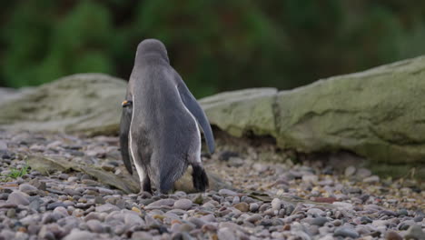 close up of humboldt penguin searching for food with a tagged wing