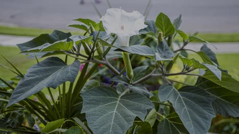 Flor-De-Luna,-Gloria-De-La-Mañana-O-Ipomoea-Alba-Floreciendo-Durante-El-Atardecer---Lapso-De-Tiempo