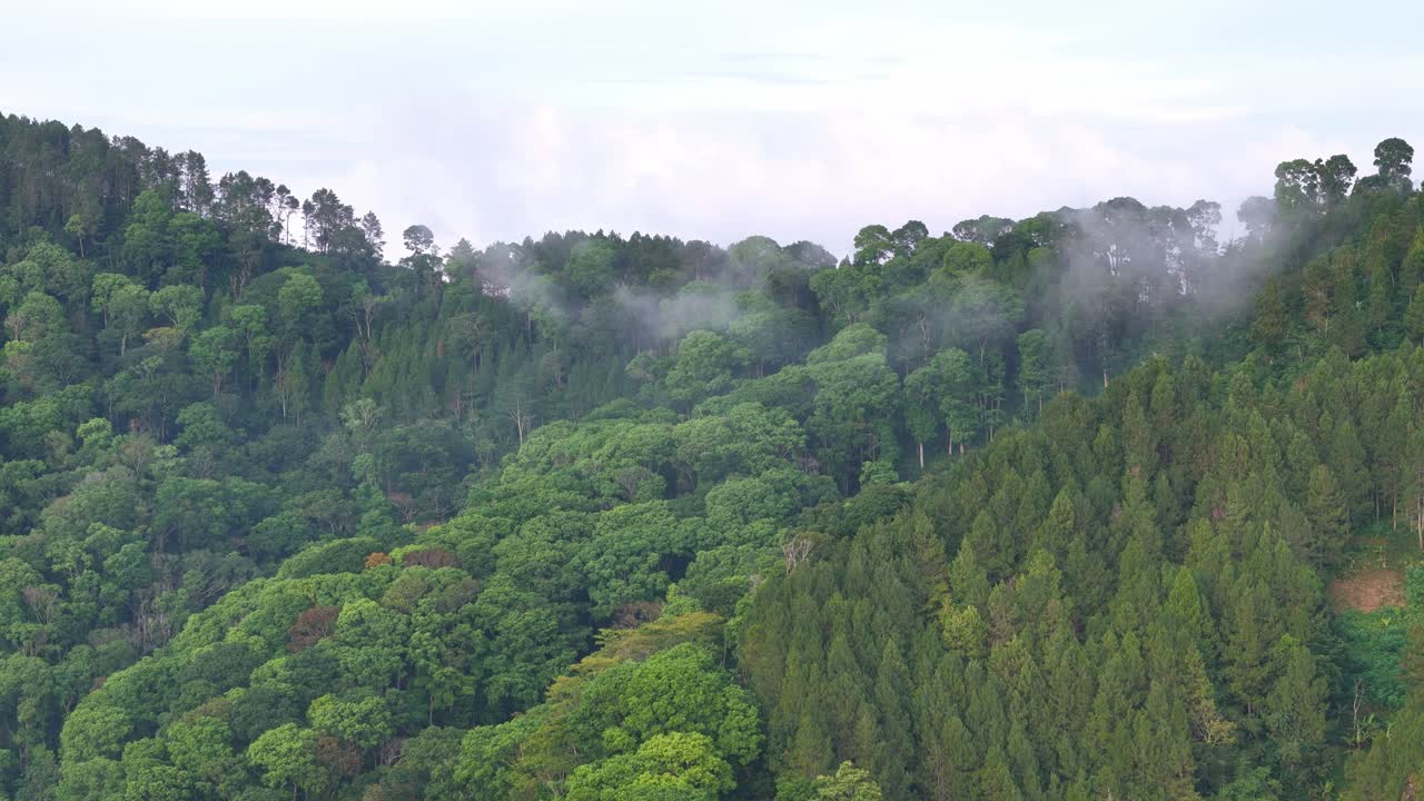 Aerial drone video of tropical rainforest canopy showing dense green trees and untouched jungle environment, Indonesia
