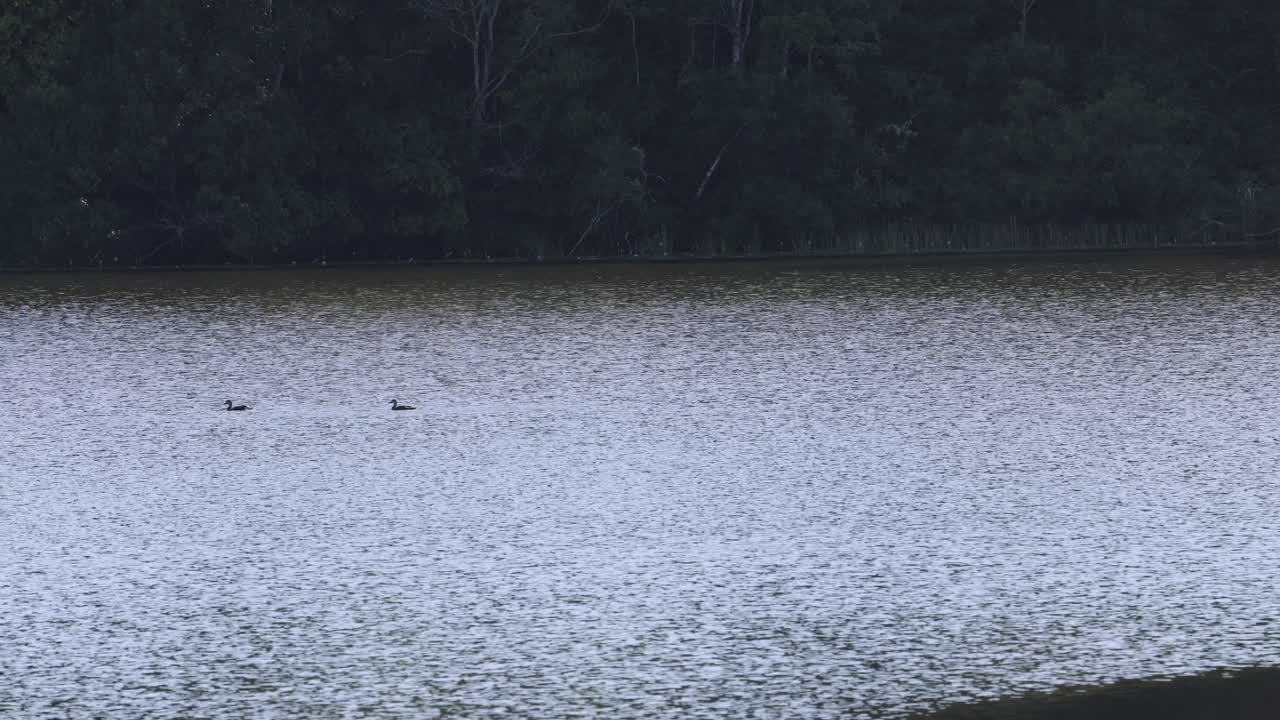 Ducks glide peacefully across a serene lake