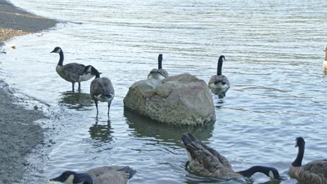 canada geese around a big rock in port moody in vancouver, canada 4k, 60fps