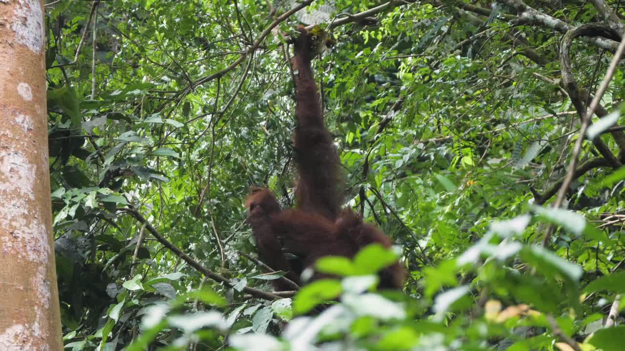 Orangutan selvatico appeso all'albero che mangia a Bukit Lawang, Sumatra, Indonesia.