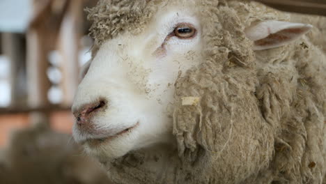 merino sheep with fluffy fur - face close-up