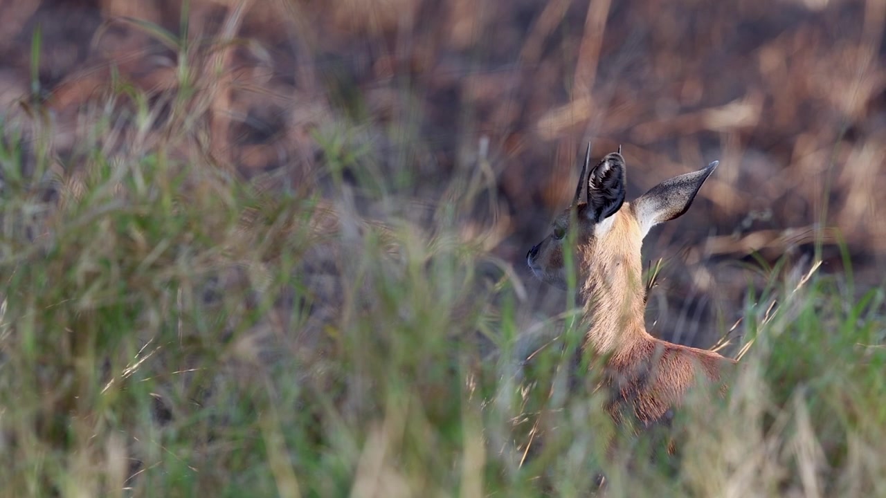 Side lit male Steenbok antelope seen through tall dry savanna grass